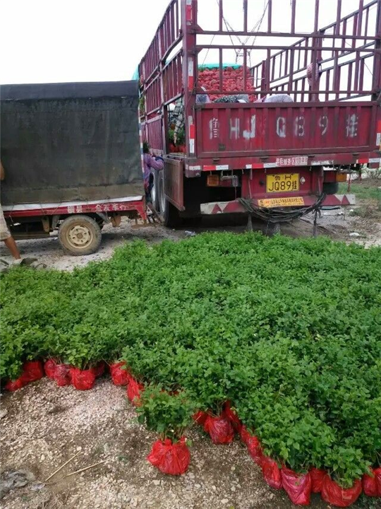 茉莉花苗批发