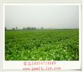 供应地栽茉莉花小苗 