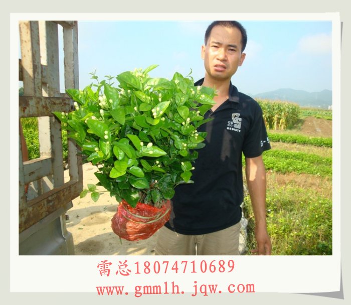 供应茉莉花苗 