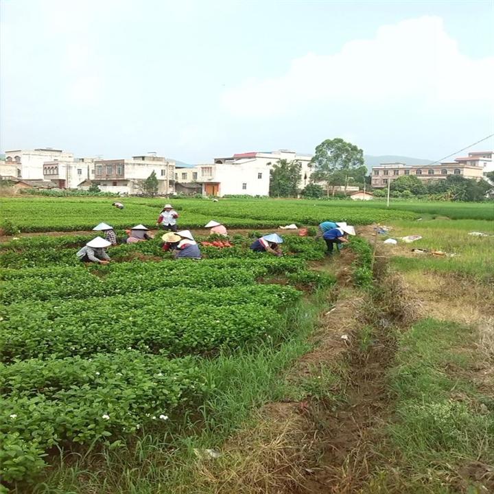 工人正在挖茉莉花苗