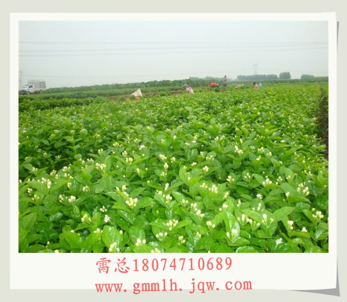 茉莉花盆景苗基地 