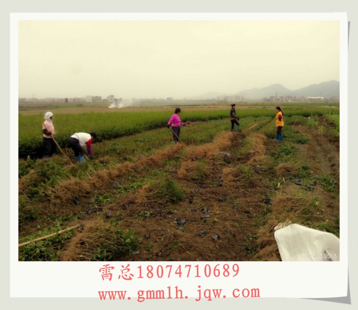 人工挖茉莉花苗（看我们工人多努力） 