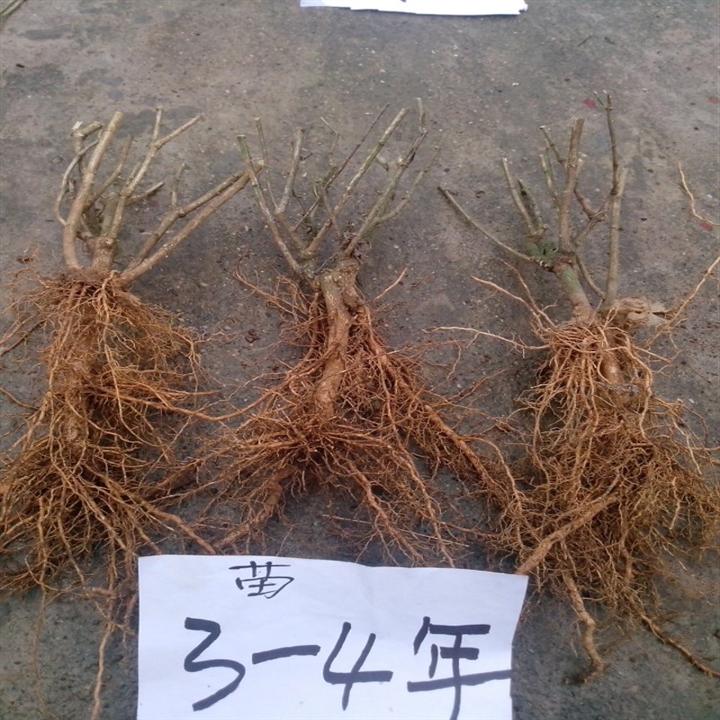 3-4年茉莉花地栽苗特写 