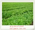 茉莉花盆栽苗基地 