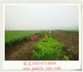 茉莉花盆景苗基地 