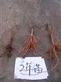 地栽茉莉花苗·2年地栽苗 