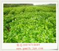 供应茉莉花苗 