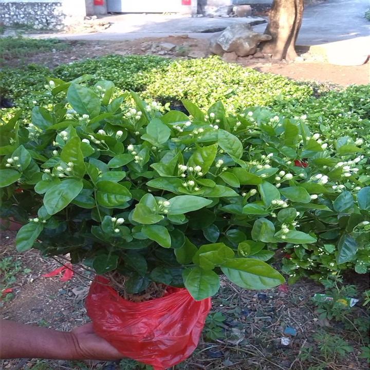 茉莉花苗·一袋茉莉花苗 