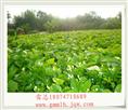 广西茉莉花苗 