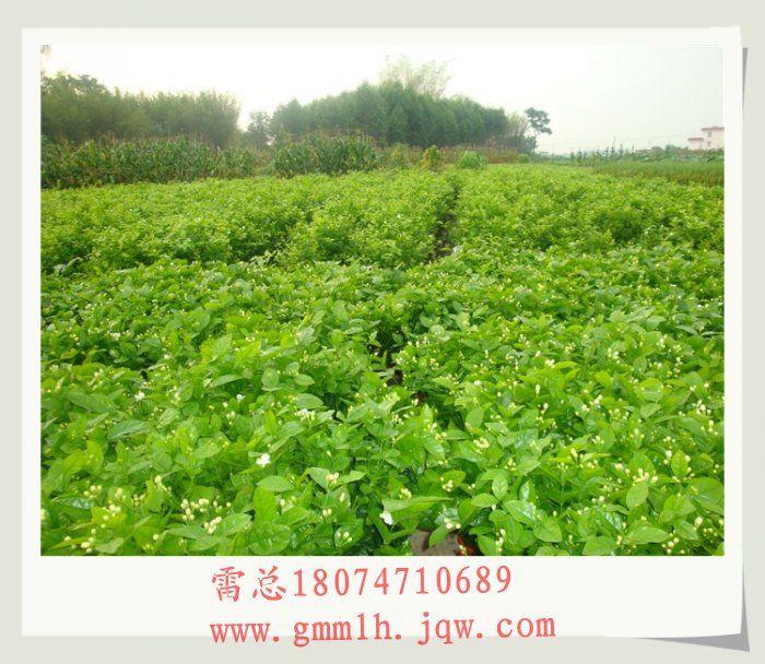 广西茉莉花苗 