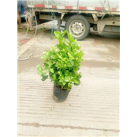 茉莉花苗批发