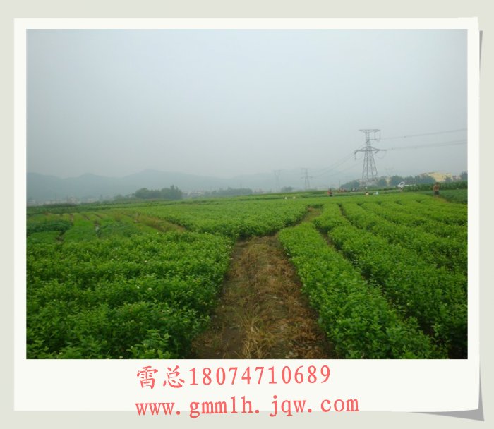 茉莉花盆景苗基地 