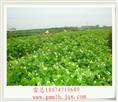 茉莉花盆景苗基地 
