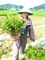 十五棵茉莉花苗