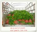 广西茉莉花苗 