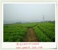 茉莉花盆景苗基地 