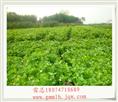 广西茉莉花苗 