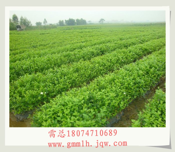 广西茉莉花苗圃 