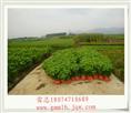 2014年春天茉莉花苗开始预订啦 