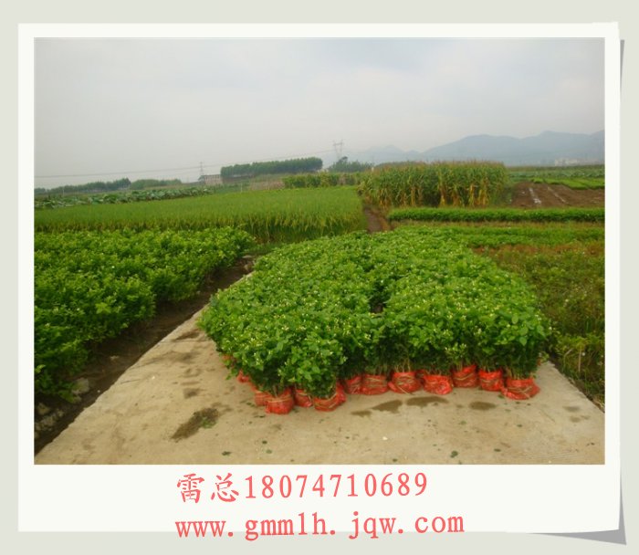 2014年春天茉莉花苗开始预订啦 