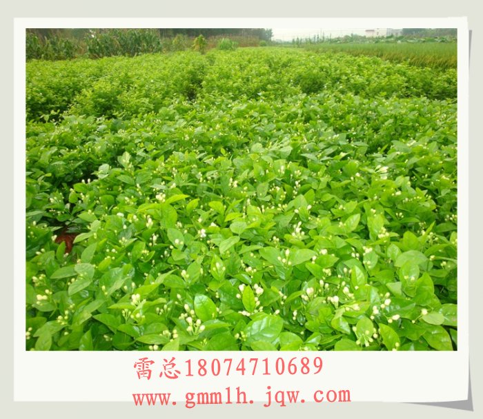 供应茉莉花苗 