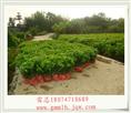 广西茉莉花苗 