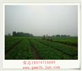 广西茉莉花苗 