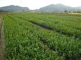 茉莉花盆栽苗**提前预订，方便安排生产