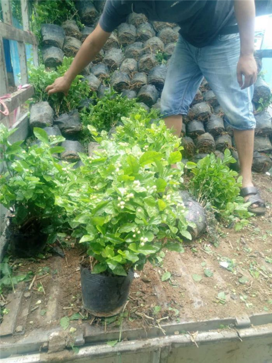 茉莉花苗批发