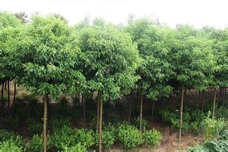 河南香樟苗木基地/供应河南香樟小苗 