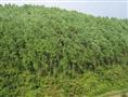 浙江桉树苗木基地/供应浙江桉树小苗 