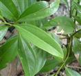 河源阴香苗木基地/供应河源阴香小苗 