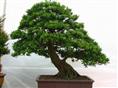黑龙江罗汉松苗木销售价格/批发/厂家 