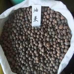 河源油茶种子价格◥▲13825320813