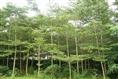 黑龙江榄仁苗木销售价格/批发/厂家 
