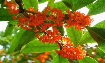 山西红桂花苗木基地/供应山西红桂花小苗 