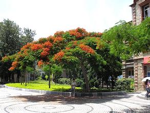 山西凤凰木苗木基地/供应山西凤凰木小苗 