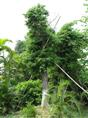 河南阴香苗木基地/供应河南阴香小苗 
