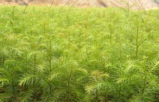 河北红椎苗木销售价格/批发/厂家 