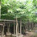 福建紫薇苗木基地/供应福建紫薇小苗 