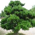 河源罗汉松苗木基地/供应河源罗汉松小苗 