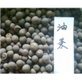 河源油茶种子价格◥▲13825320813
