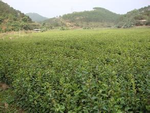 郑州软枝油茶苗木销售价格/批发/厂家 