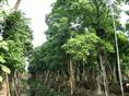 合肥秋枫苗木基地/供应合肥秋枫小苗 