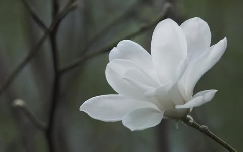 山西白玉兰苗木销售价格/批发/厂家●●● 