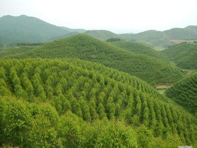 济南桉树苗木基地/供应济南桉树小苗 
