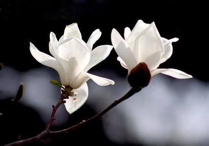 山东白玉兰苗木销售价格/批发/厂家●●● 