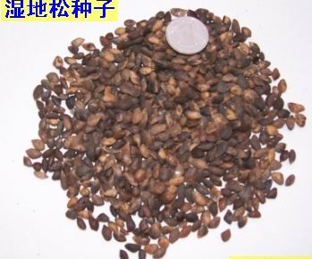 河源湿加松苗木种子/河源湿加松种子批发