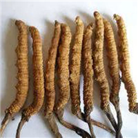 菏泽冬虫夏草回收