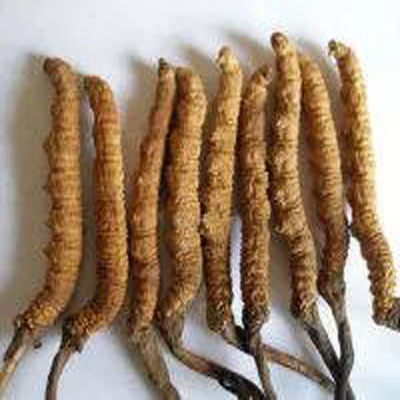 菏泽冬虫夏草回收